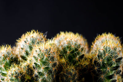 Close-up of cactus plant against black background