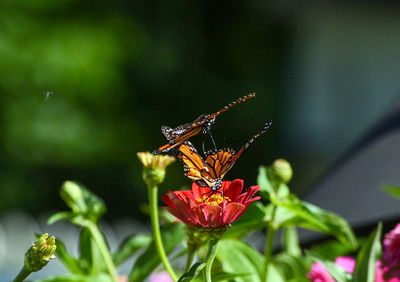 Close-up of insect on flower