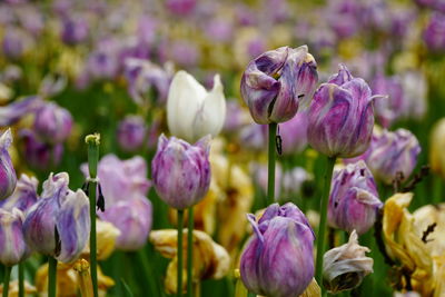 Close-up of purple flowering plants