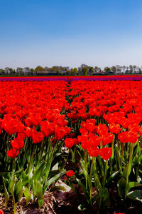 Close-up of red flowers on field against sky