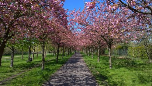 View of cherry blossom trees in park