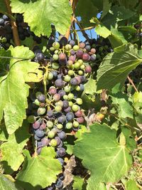 Close-up of grapes hanging on vine