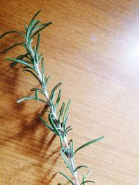 Close-up of plant on wooden table