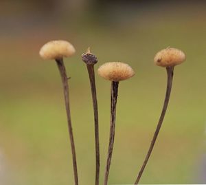 Close-up of mushroom growing outdoors