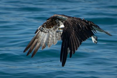 Bird flying over lake