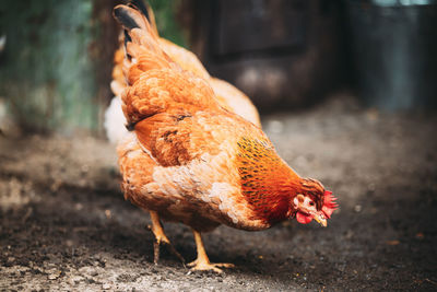 Close-up of rooster on field