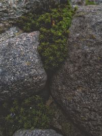 High angle view of moss growing on rock