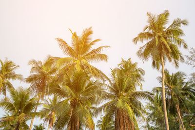 Low angle view of coconut palm trees against sky