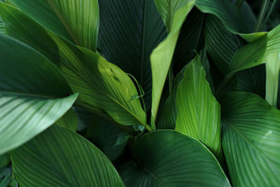 Full frame shot of green leaves