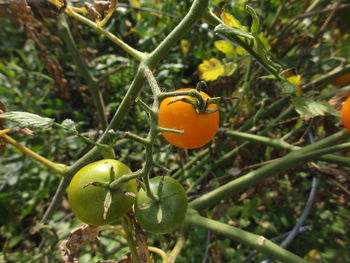 Close-up of plant