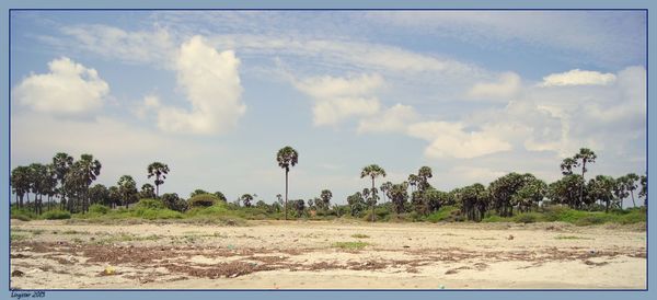 Palm trees on field against cloudy sky