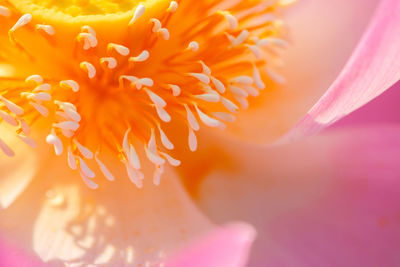 Close up view of light pink lotus is blooming open yellow pollens.