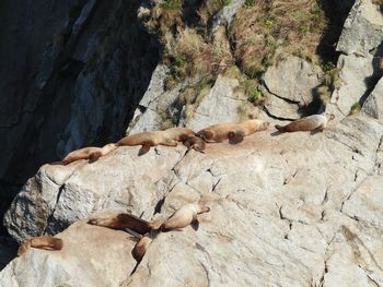 View of lizard resting on rock