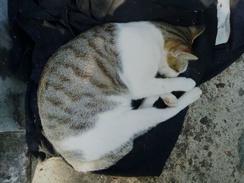 High angle view of cat sleeping