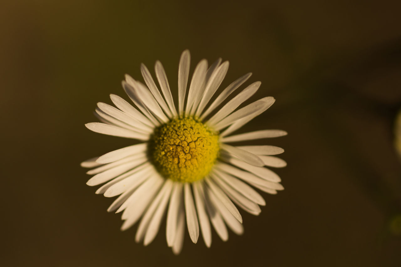 CLOSE-UP OF DAISY AGAINST BLACK BACKGROUND