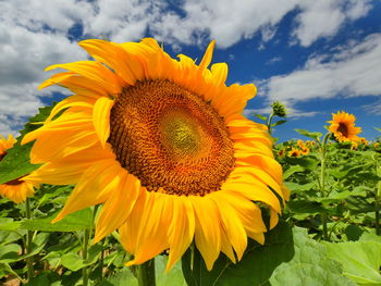 Close-up of yellow sunflower on field against sky