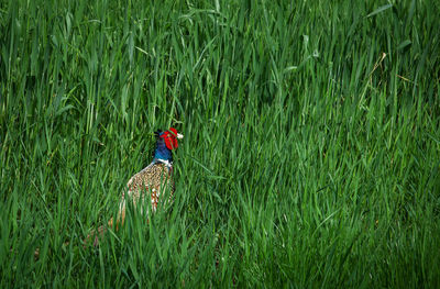 Bird amidst grass on field