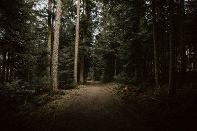 Road amidst trees in forest