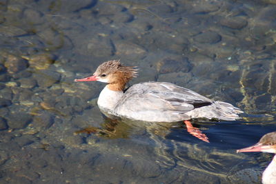 Wildlife in lake tahoe