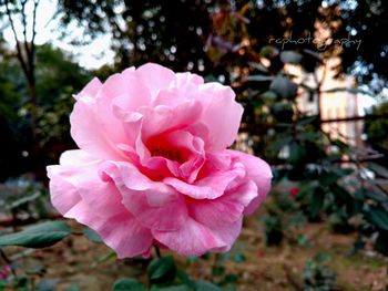 Close-up of pink flower blooming outdoors