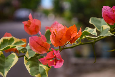 Close-up of flowers blooming outdoors