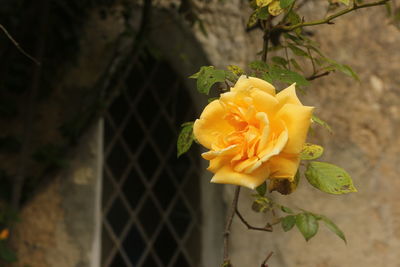 Close-up of yellow flower blooming outdoors