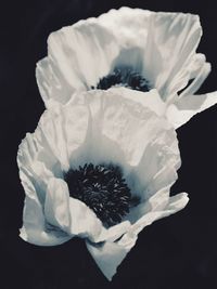 Close-up of white rose against black background