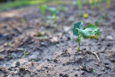 Close-up of green leaf on land