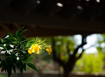 Close-up of yellow flowering plant
