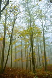 Trees in forest during autumn