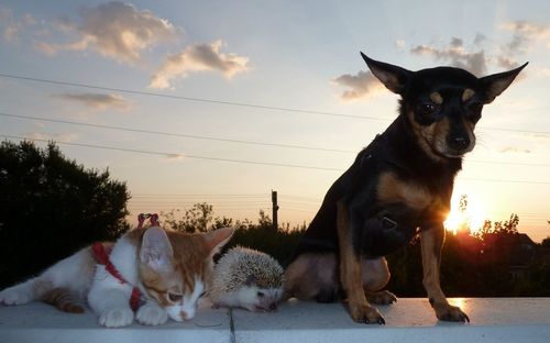 View of dog, cat on street against sky