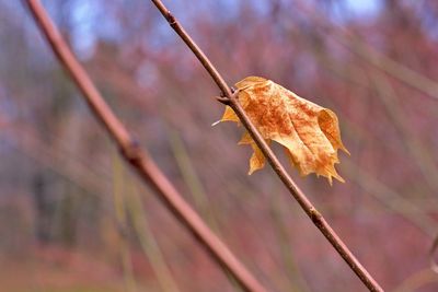 Close-up of dry leaf on plant