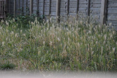 Close-up view of grass