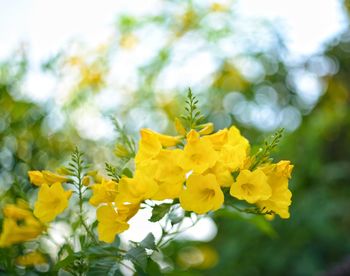 Close-up of yellow flowering plant