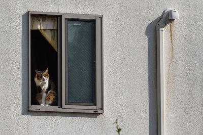 Cat looking through window of building