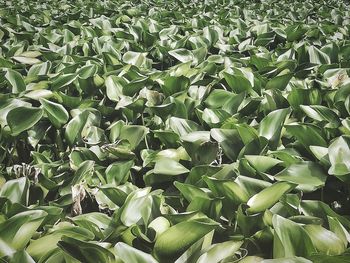 Full frame shot of plants