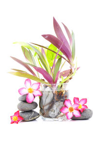 Close-up of pink flowers in pot