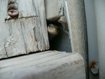 Close-up of wooden door