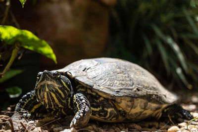 Close-up of turtle