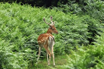 Deer in a field