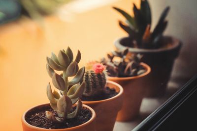 Close-up of succulent plant in pot