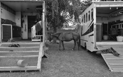 Horse amidst vehicle on field