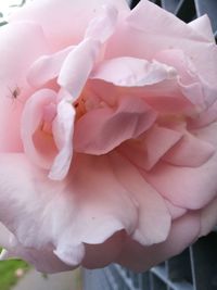 Close-up of pink rose blooming outdoors