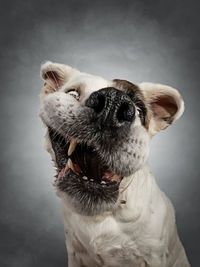 Close-up of a dog looking away