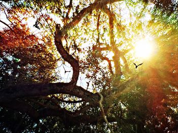 Sun shining through trees