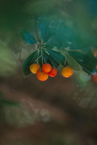 Close-up of berries growing on tree