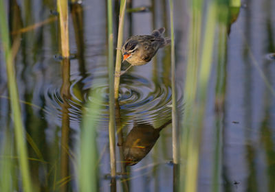 Close-up of bird