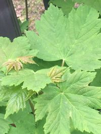 High angle view of leaves