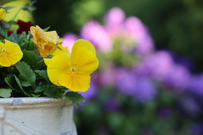 Close-up of yellow flowering plant