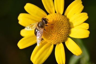 Close-up of bee on yellow flower